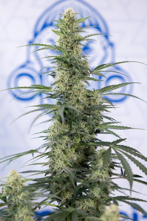 Tangerine Dream  Auto - Zamnesia x B&B. Week 8 - Tangerine Dream Automatic - Week 8