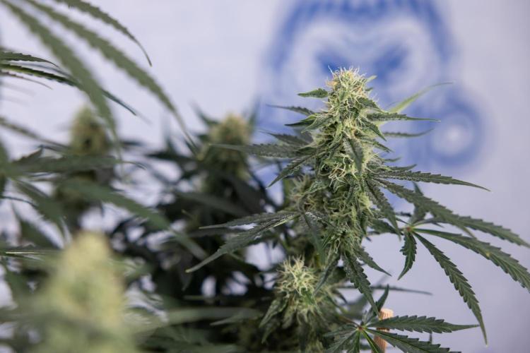 Tangerine Dream  Auto - Zamnesia x B&B. Week 8 - Tangerine Dream Automatic - Week 8