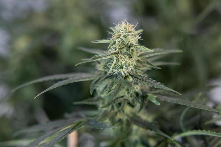 Tangerine Dream  Auto - Zamnesia x B&B. Week 8 - Tangerine Dream Automatic - Week 8