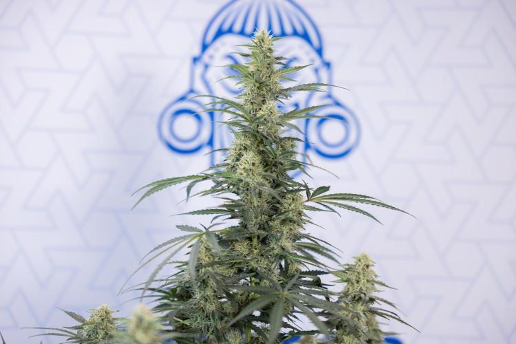 Tangerine Dream  Auto - Zamnesia x B&B. Week 8 - Tangerine Dream Automatic - Week 8