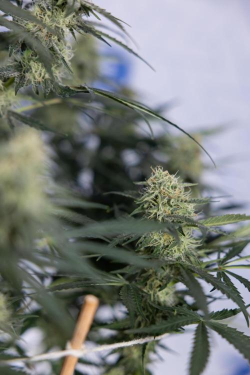 Tangerine Dream  Auto - Zamnesia x B&B. Week 8 - Tangerine Dream Automatic - Week 8