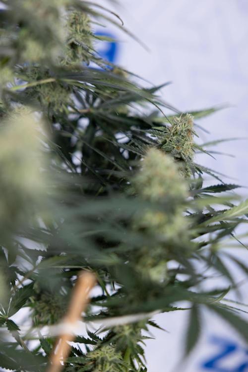 Tangerine Dream  Auto - Zamnesia x B&B. Week 8 - Tangerine Dream Automatic - Week 8