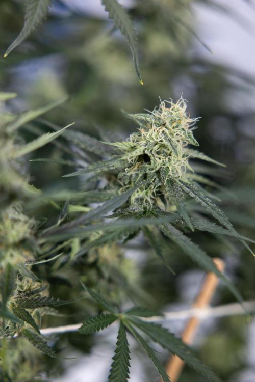 Tangerine Dream  Auto - Zamnesia x B&B. Week 8 - Tangerine Dream Automatic - Week 8