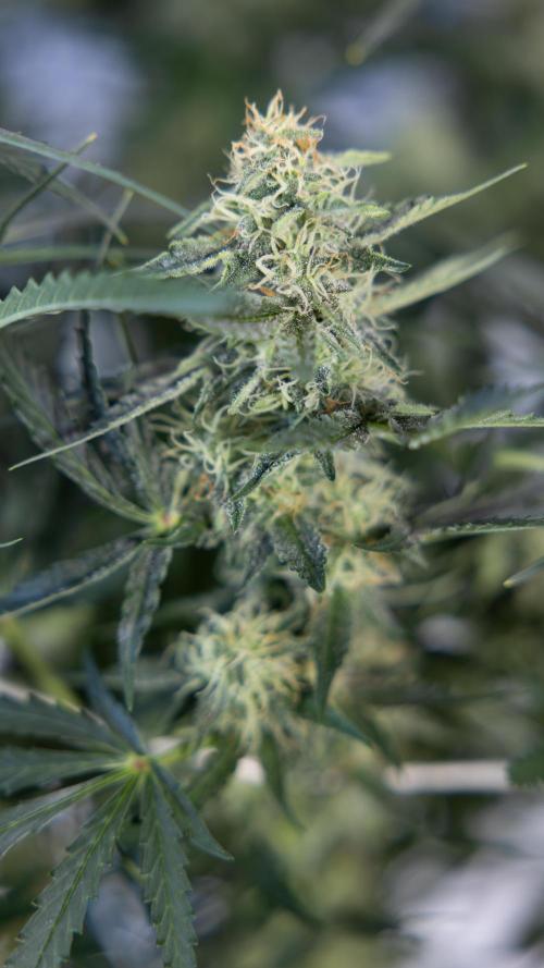 Tangerine Dream  Auto - Zamnesia x B&B. Week 8 - Tangerine Dream Automatic - Week 8