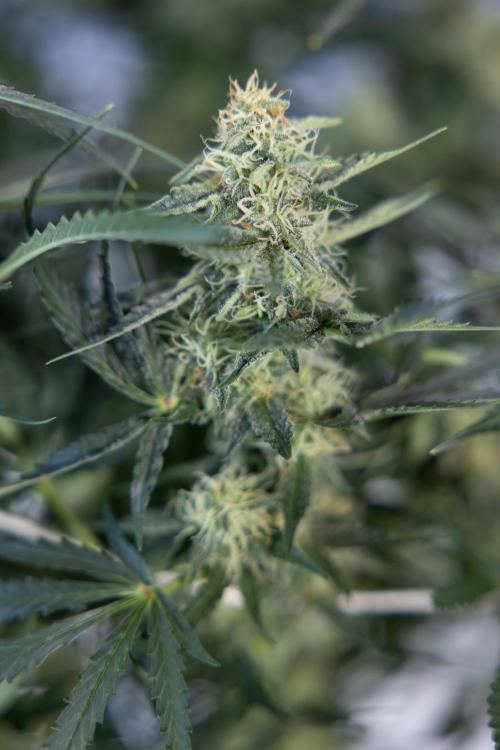 Tangerine Dream  Auto - Zamnesia x B&B. Week 8 - Tangerine Dream Automatic - Week 8