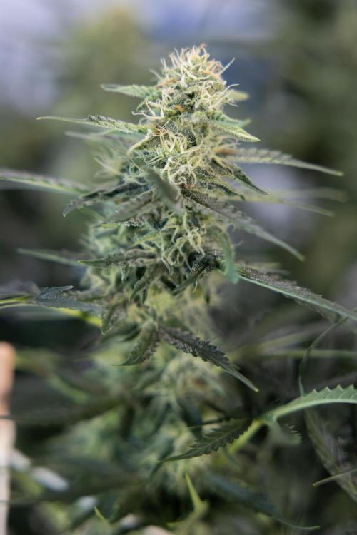 Tangerine Dream  Auto - Zamnesia x B&B. Week 8 - Tangerine Dream Automatic - Week 8