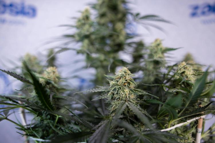 Tangerine Dream  Auto - Zamnesia x B&B. Week 8 - Tangerine Dream Automatic - Week 8