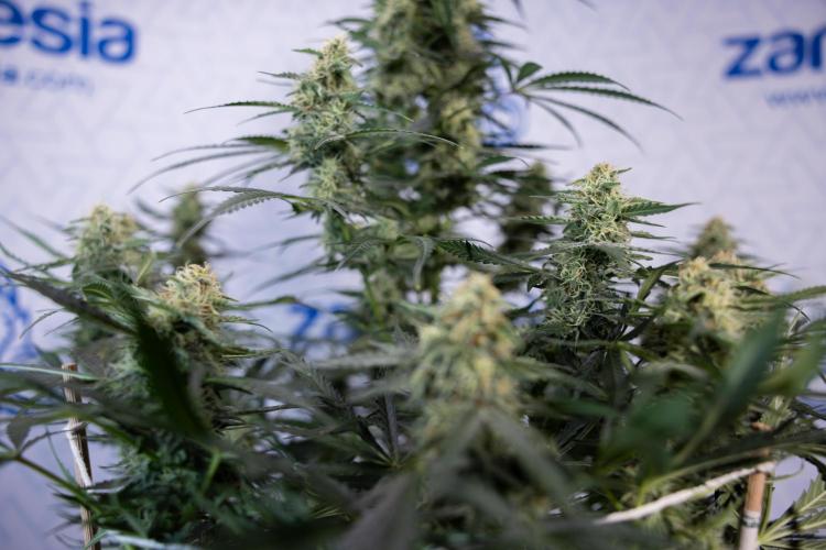 Tangerine Dream  Auto - Zamnesia x B&B. Week 8 - Tangerine Dream Automatic - Week 8