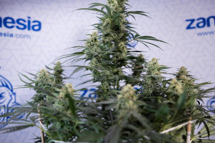 Tangerine Dream  Auto - Zamnesia x B&B. Week 8 - Tangerine Dream Automatic - Week 8