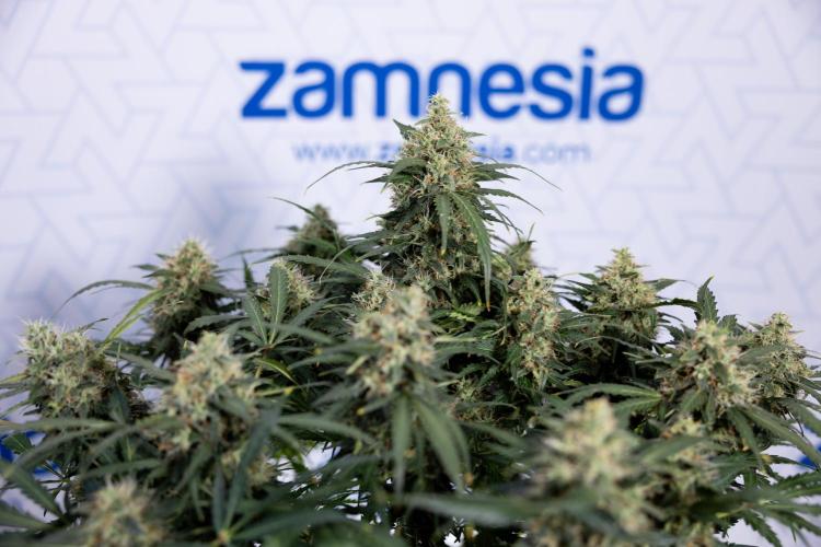 Critical Cheese Auto #2 - Zamnesia x B&B. Week 8 - Crtitical Cheese Automatic - Week 9 - No Techniques