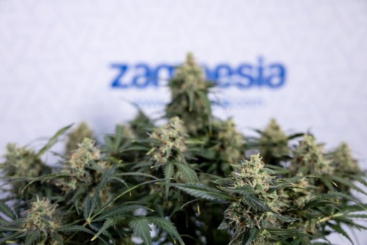 Critical Cheese Auto #2 - Zamnesia x B&B. Week 8 - Crtitical Cheese Automatic - Week 9 - No Techniques