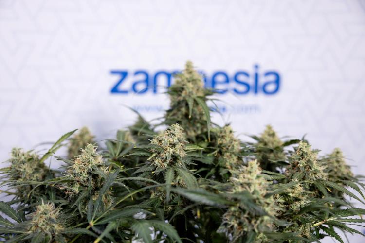 Critical Cheese Auto #2 - Zamnesia x B&B. Week 8 - Crtitical Cheese Automatic - Week 9 - No Techniques