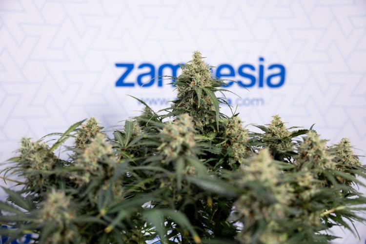 Critical Cheese Auto #2 - Zamnesia x B&B. Week 8 - Crtitical Cheese Automatic - Week 9 - No Techniques