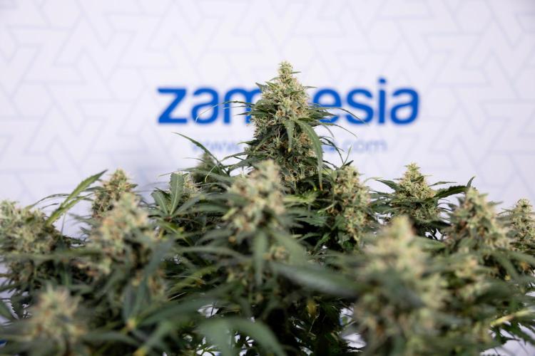 Critical Cheese Auto #2 - Zamnesia x B&B. Week 8 - Crtitical Cheese Automatic - Week 9 - No Techniques