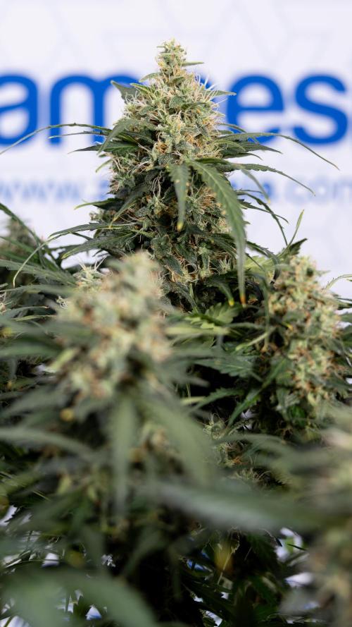 Critical Cheese Auto #2 - Zamnesia x B&B. Week 8 - Crtitical Cheese Automatic - Week 9 - No Techniques