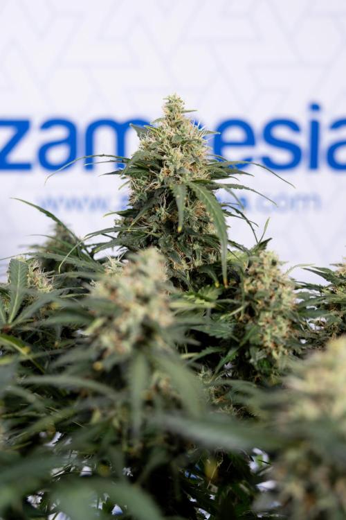 Critical Cheese Auto #2 - Zamnesia x B&B. Week 8 - Crtitical Cheese Automatic - Week 9 - No Techniques