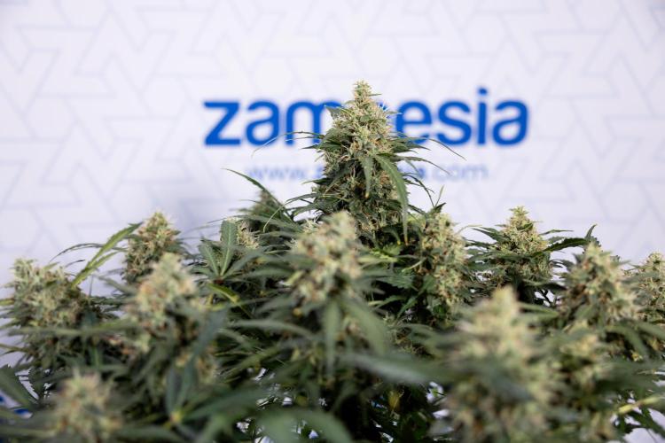 Critical Cheese Auto #2 - Zamnesia x B&B. Week 8 - Crtitical Cheese Automatic - Week 9 - No Techniques