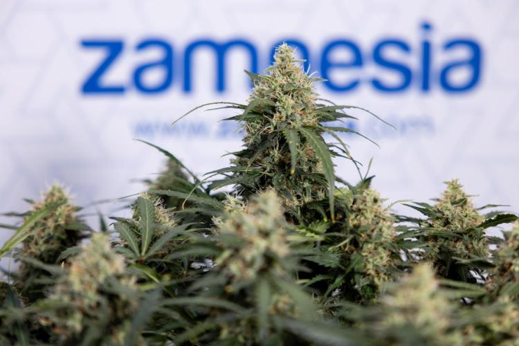 Critical Cheese Auto #2 - Zamnesia x B&B. Week 8 - Crtitical Cheese Automatic - Week 9 - No Techniques