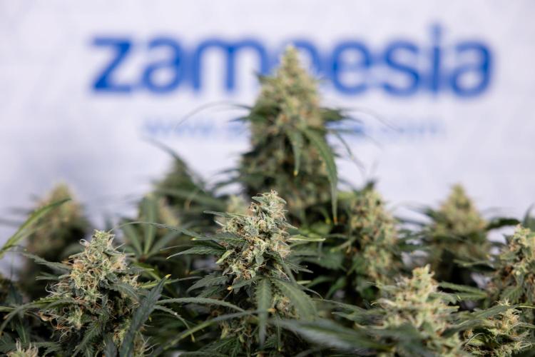 Critical Cheese Auto #2 - Zamnesia x B&B. Week 8 - Crtitical Cheese Automatic - Week 9 - No Techniques