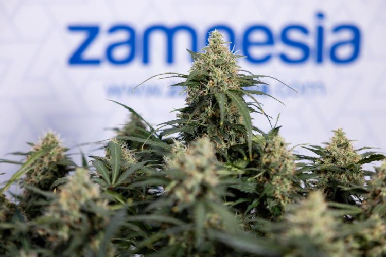 Critical Cheese Auto #2 - Zamnesia x B&B. Week 8 - Crtitical Cheese Automatic - Week 9 - No Techniques