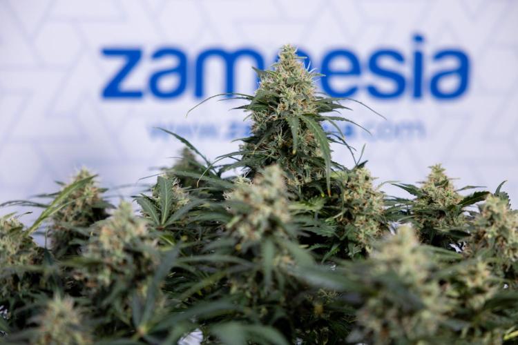 Critical Cheese Auto #2 - Zamnesia x B&B. Week 8 - Crtitical Cheese Automatic - Week 9 - No Techniques