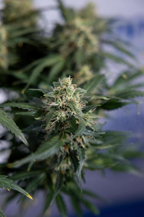 Critical Cheese Auto #2 - Zamnesia x B&B. Week 8 - Crtitical Cheese Automatic - Week 9 - No Techniques