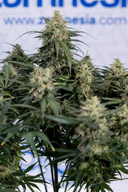 Critical Cheese Auto #2 - Zamnesia x B&B. Week 8 - Crtitical Cheese Automatic - Week 9 - No Techniques