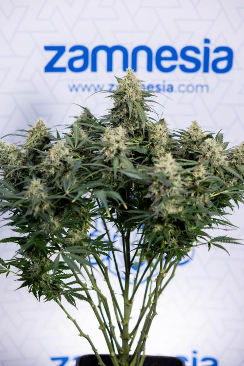 Critical Cheese Auto #2 - Zamnesia x B&B. Week 8 - Crtitical Cheese Automatic - Week 9 - No Techniques