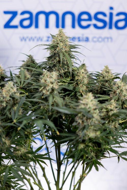 Critical Cheese Auto #2 - Zamnesia x B&B. Week 8 - Crtitical Cheese Automatic - Week 9 - No Techniques