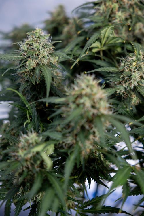 Critical Cheese Auto #2 - Zamnesia x B&B. Week 8 - Crtitical Cheese Automatic - Week 9 - No Techniques