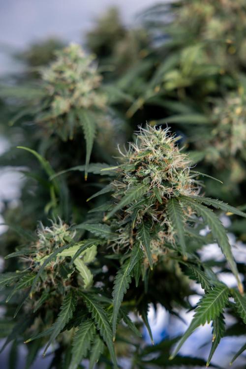 Critical Cheese Auto #2 - Zamnesia x B&B. Week 8 - Crtitical Cheese Automatic - Week 9 - No Techniques