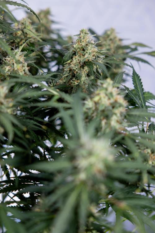 Critical Cheese Auto #2 - Zamnesia x B&B. Week 8 - Crtitical Cheese Automatic - Week 9 - No Techniques