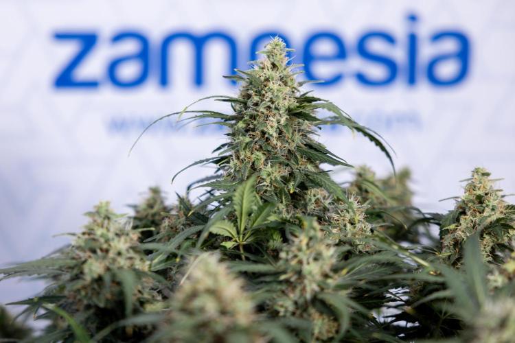 Critical Cheese Auto #2 - Zamnesia x B&B. Week 8 - Crtitical Cheese Automatic - Week 9 - No Techniques