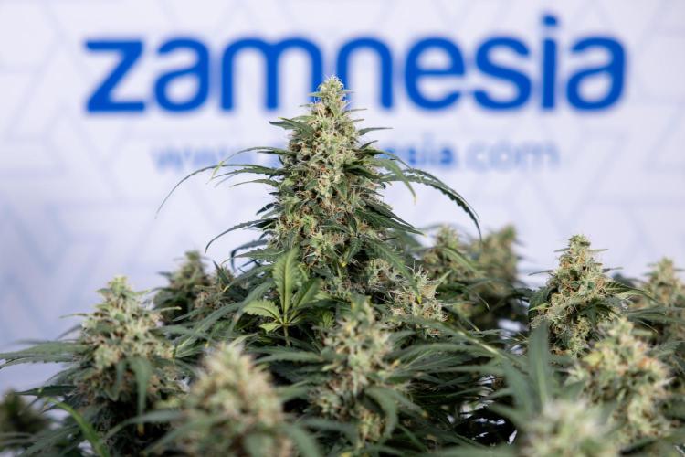 Critical Cheese Auto #2 - Zamnesia x B&B. Week 8 - Crtitical Cheese Automatic - Week 9 - No Techniques