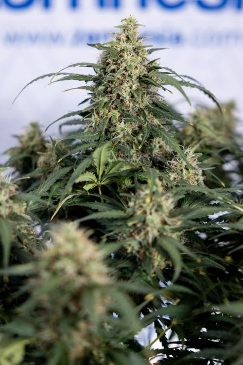 Critical Cheese Auto #2 - Zamnesia x B&B. Week 8 - Crtitical Cheese Automatic - Week 9 - No Techniques