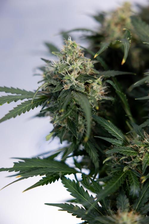 Critical Cheese Auto #2 - Zamnesia x B&B. Week 8 - Crtitical Cheese Automatic - Week 9 - No Techniques