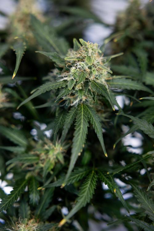 Critical Cheese Auto #2 - Zamnesia x B&B. Week 8 - Crtitical Cheese Automatic - Week 9 - No Techniques