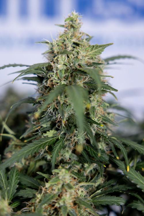 Critical Cheese Auto #2 - Zamnesia x B&B. Week 8 - Crtitical Cheese Automatic - Week 9 - No Techniques