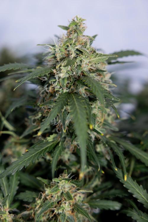 Critical Cheese Auto #2 - Zamnesia x B&B. Week 8 - Crtitical Cheese Automatic - Week 9 - No Techniques