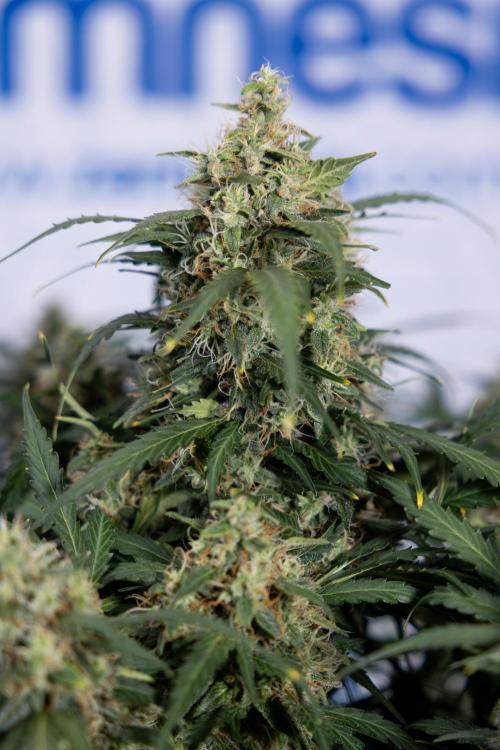 Critical Cheese Auto #2 - Zamnesia x B&B. Week 8 - Crtitical Cheese Automatic - Week 9 - No Techniques