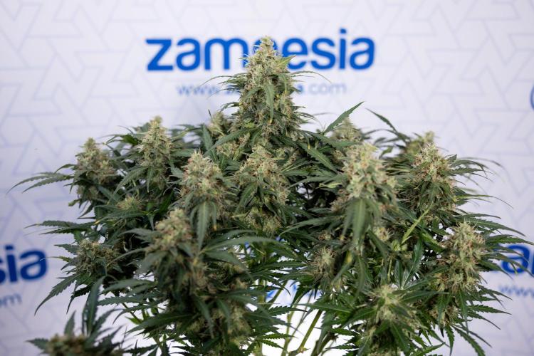 Critical Cheese Auto #2 - Zamnesia x B&B. Week 8 - Crtitical Cheese Automatic - Week 9 - No Techniques