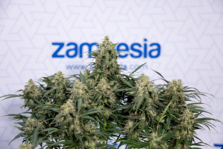 Critical Cheese Auto #2 - Zamnesia x B&B. Week 8 - Crtitical Cheese Automatic - Week 9 - No Techniques