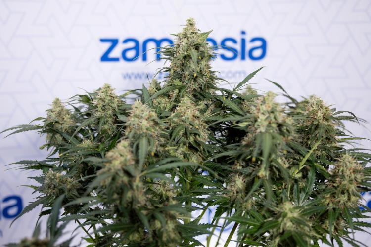 Critical Cheese Auto #2 - Zamnesia x B&B. Week 8 - Crtitical Cheese Automatic - Week 9 - No Techniques