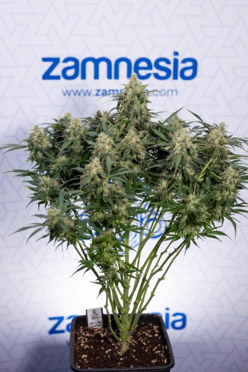 Critical Cheese Auto #2 - Zamnesia x B&B. Week 8 - Crtitical Cheese Automatic - Week 9 - No Techniques