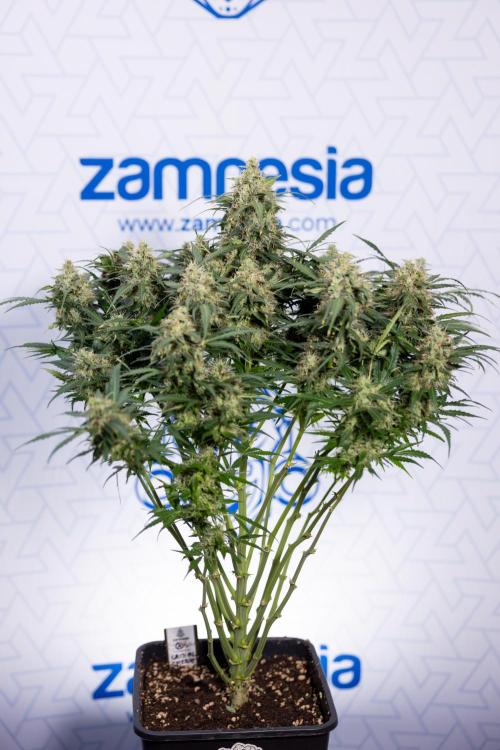 Critical Cheese Auto #2 - Zamnesia x B&B. Week 8 - Crtitical Cheese Automatic - Week 9 - No Techniques