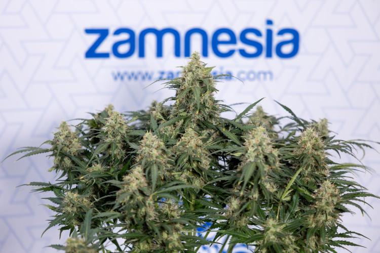 Critical Cheese Auto #2 - Zamnesia x B&B. Week 8 - Crtitical Cheese Automatic - Week 9 - No Techniques