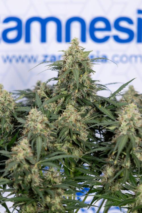 Critical Cheese Auto #2 - Zamnesia x B&B. Week 8 - Crtitical Cheese Automatic - Week 9 - No Techniques