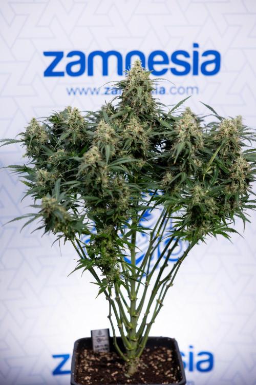 Critical Cheese Auto #2 - Zamnesia x B&B. Week 8 - Crtitical Cheese Automatic - Week 9 - No Techniques