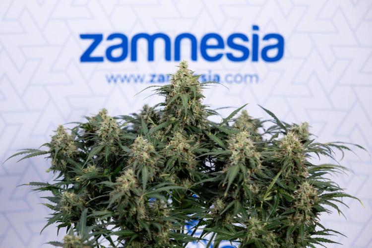 Critical Cheese Auto #2 - Zamnesia x B&B. Week 8 - Crtitical Cheese Automatic - Week 9 - No Techniques