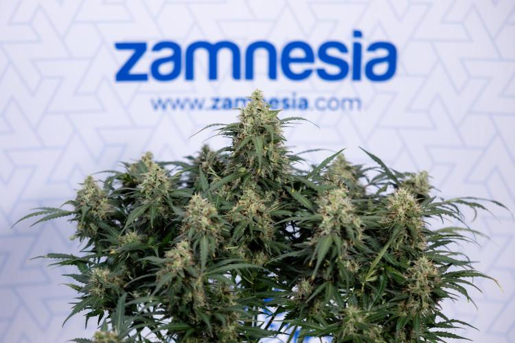 Critical Cheese Auto #2 - Zamnesia x B&B. Week 8 - Crtitical Cheese Automatic - Week 9 - No Techniques